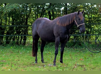 American Quarter Horse, Castrone, 2 Anni, 152 cm