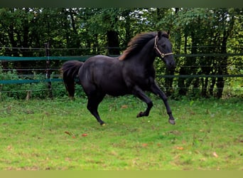 American Quarter Horse, Castrone, 2 Anni, 152 cm