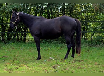 American Quarter Horse, Castrone, 2 Anni, 152 cm
