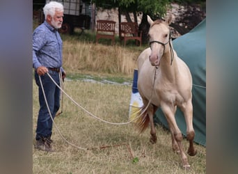 American Quarter Horse, Castrone, 2 Anni, 152 cm, Champagne