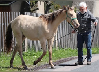 American Quarter Horse, Castrone, 2 Anni, 152 cm, Champagne