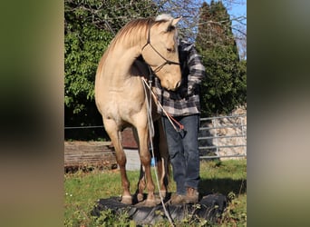 American Quarter Horse, Castrone, 2 Anni, 152 cm, Champagne