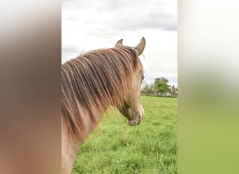 American Quarter Horse, Castrone, 2 Anni, 152 cm, Champagne