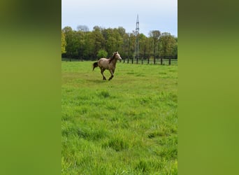 American Quarter Horse, Castrone, 2 Anni, 152 cm, Champagne