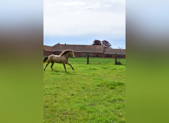 American Quarter Horse, Castrone, 2 Anni, 152 cm, Champagne