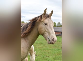 American Quarter Horse, Castrone, 2 Anni, 152 cm, Champagne