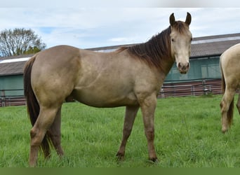 American Quarter Horse, Castrone, 2 Anni, 152 cm, Champagne