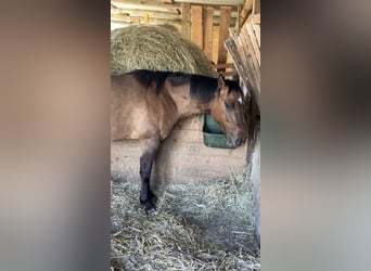 American Quarter Horse, Castrone, 2 Anni, 152 cm, Falbo baio