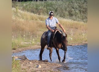 American Quarter Horse, Castrone, 2 Anni, 152 cm, Grullo