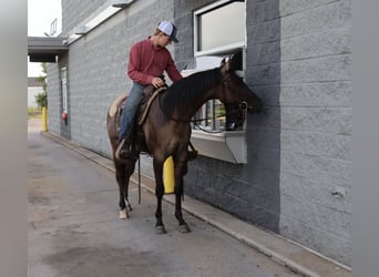 American Quarter Horse, Castrone, 2 Anni, 152 cm, Grullo