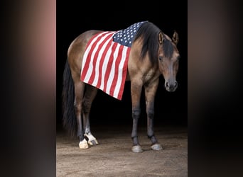 American Quarter Horse, Castrone, 2 Anni, 152 cm, Grullo