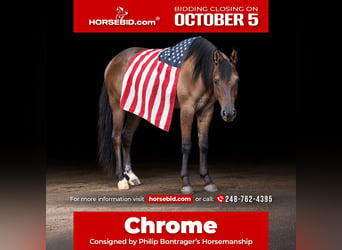 American Quarter Horse, Castrone, 2 Anni, 152 cm, Grullo