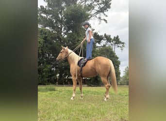 American Quarter Horse, Castrone, 2 Anni, 152 cm, Palomino