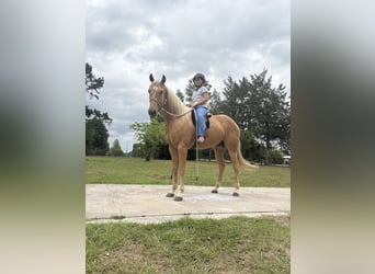 American Quarter Horse, Castrone, 2 Anni, 152 cm, Palomino