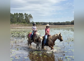 American Quarter Horse, Castrone, 2 Anni, 152 cm, Palomino