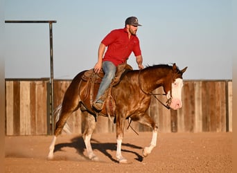 American Quarter Horse, Castrone, 2 Anni, 152 cm, Sauro ciliegia