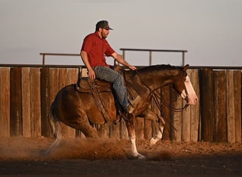 American Quarter Horse, Castrone, 2 Anni, 152 cm, Sauro ciliegia