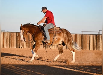 American Quarter Horse, Castrone, 2 Anni, 152 cm, Sauro ciliegia