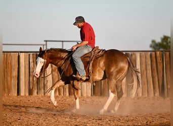 American Quarter Horse, Castrone, 2 Anni, 152 cm, Sauro ciliegia