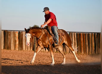 American Quarter Horse, Castrone, 2 Anni, 152 cm, Sauro ciliegia