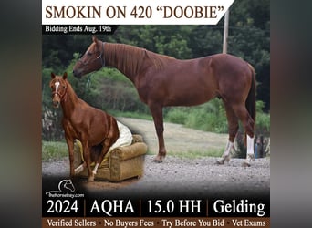 American Quarter Horse, Castrone, 2 Anni, 152 cm, Sauro scuro