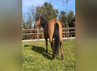 American Quarter Horse, Castrone, 2 Anni, 153 cm