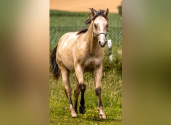 American Quarter Horse, Castrone, 2 Anni, 153 cm, Pelle di daino