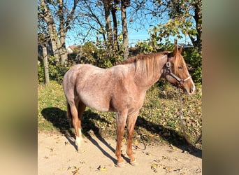 American Quarter Horse, Castrone, 2 Anni, 153 cm, Roano rosso