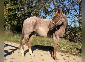 American Quarter Horse, Castrone, 2 Anni, 153 cm, Roano rosso