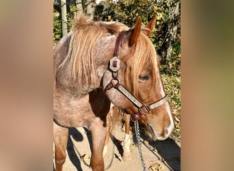 American Quarter Horse, Castrone, 2 Anni, 153 cm, Roano rosso