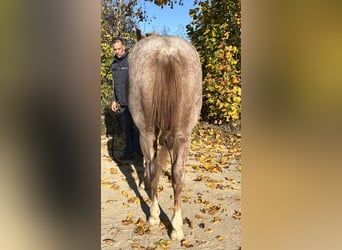 American Quarter Horse, Castrone, 2 Anni, 153 cm, Roano rosso