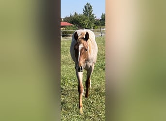 American Quarter Horse, Castrone, 2 Anni, 153 cm, Roano rosso