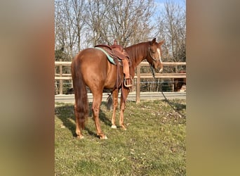 American Quarter Horse, Castrone, 2 Anni, 153 cm, Sauro