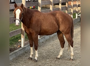 American Quarter Horse, Castrone, 2 Anni, 153 cm, Sauro