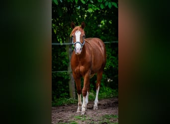 American Quarter Horse, Castrone, 2 Anni, 153 cm, Sauro