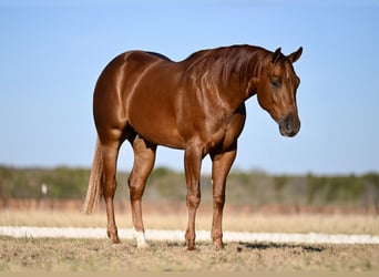 American Quarter Horse, Castrone, 2 Anni, 155 cm, Sauro ciliegia