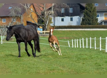 American Quarter Horse, Castrone, 2 Anni, 155 cm, Sauro