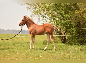 American Quarter Horse, Castrone, 2 Anni, 155 cm, Sauro