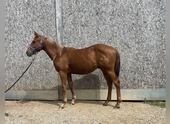 American Quarter Horse, Castrone, 2 Anni, 155 cm, Sauro