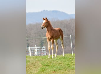 American Quarter Horse, Castrone, 2 Anni, 155 cm, Sauro