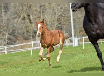 American Quarter Horse, Castrone, 2 Anni, 155 cm, Sauro