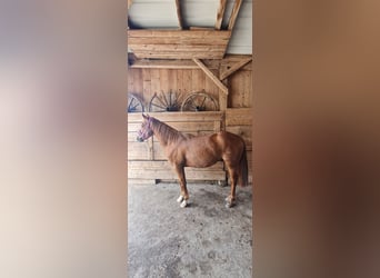 American Quarter Horse, Castrone, 2 Anni, 155 cm, Sauro