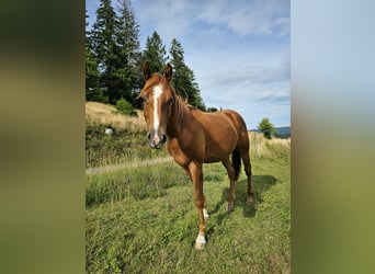 American Quarter Horse, Castrone, 2 Anni, 155 cm, Sauro
