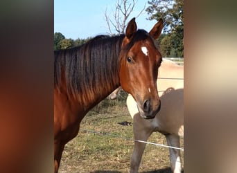 American Quarter Horse, Castrone, 2 Anni, 156 cm, Baio