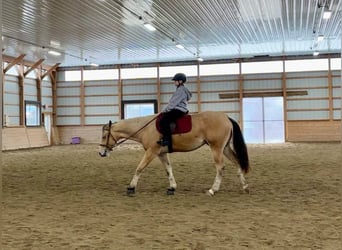 American Quarter Horse, Castrone, 2 Anni, 157 cm, Pelle di daino