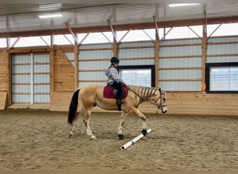 American Quarter Horse, Castrone, 2 Anni, 157 cm, Pelle di daino