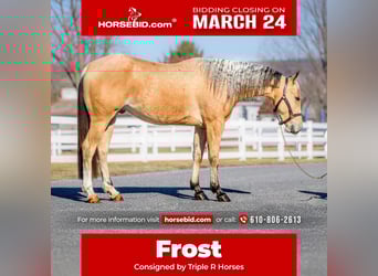 American Quarter Horse, Castrone, 2 Anni, 157 cm, Pelle di daino