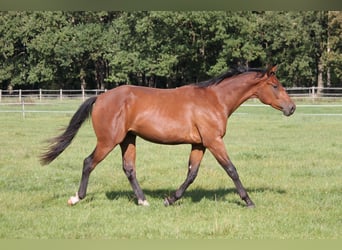 American Quarter Horse, Castrone, 2 Anni, 168 cm, Baio