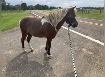 American Quarter Horse, Castrone, 2 Anni, 91 cm, Roano rosso