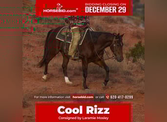 American Quarter Horse, Castrone, 2 Anni, Baio ciliegia